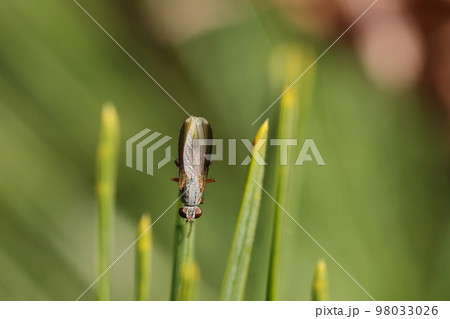 生き物 昆虫 ヘリグロヒメハナバエ、翅の前縁が黒くなっています。よく見るとそこに短い毛がびっしり 生き物 昆虫 ヘリグロヒメハナバエ、翅の前縁が黒くなっています。よく見るとそこに短い毛がびっしり 98033026