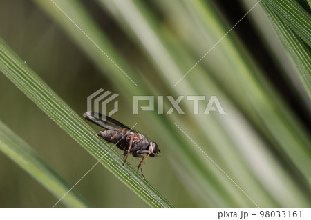 生き物　昆虫　ヘリグロヒメハナバエ、十二月半ば。陽だまりで活発に飛び回っていました 98033161