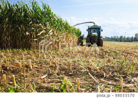 Agricultural machinery harvesting maize Agricultural machinery harvesting maize 98033570