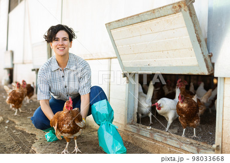 Hispanic female farmer inspecting laying hens on backyard of poultry farm 98033668
