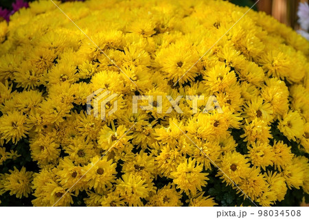 ひっそりと咲く満開の黄色い小菊の花 98034508