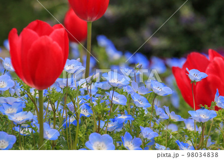 ネモフィラ 98034838