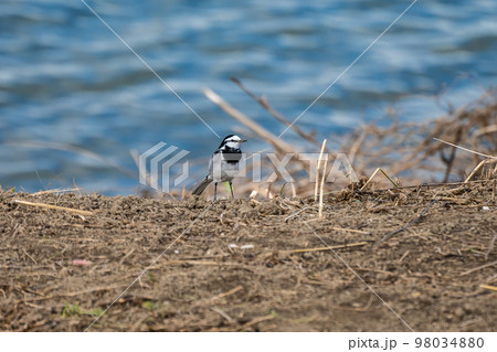 ハクセキレイ 98034880