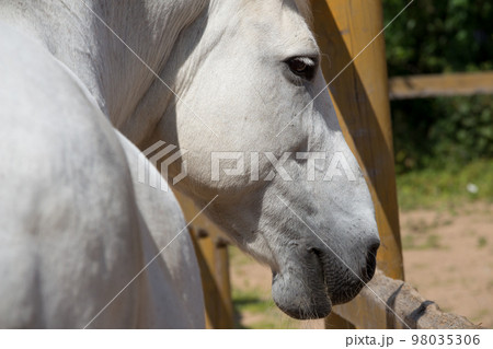 Head of white horse close up view Head of white horse close up view 98035306