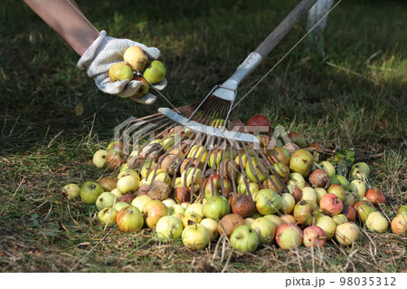 gardener in garden gloves raked up a pile of fallen and infected fruit rot apples and dry leaves on the withered grass in the autumn. 98035312
