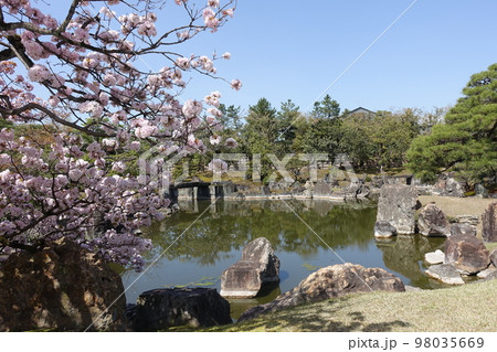 立派な池と桜 98035669