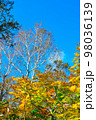 北海道　白樺＆紅葉＆青空 98036139