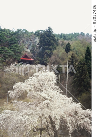 赤和観音のしだれ桜 98037486