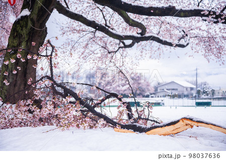 雪桜の折れた枝 雪桜の折れた枝 98037636