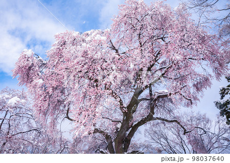 雪の御殿桜1 98037640