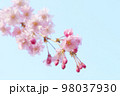 青空と枝垂桜 クローズアップ 98037930