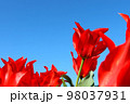 青空と赤いチューリップ 98037931
