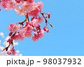 青空と枝垂桜 クローズアップ 98037932