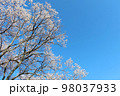 青空を背景に咲く満開の桜 98037933