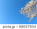 青空を背景に咲く満開の桜 98037934