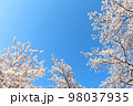 青空を背景に咲く満開の桜 98037935