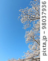 青空を背景に咲く満開の桜 98037936