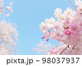 青空と枝垂桜 98037937