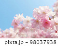 青空と枝垂桜 クローズアップ 98037938