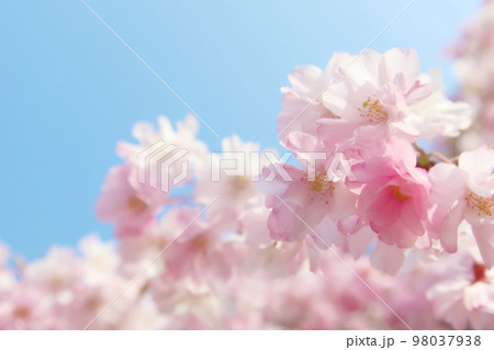 青空と枝垂桜 クローズアップ 98037938