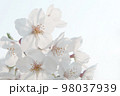 満開の桜 クローズアップ 98037939
