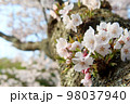木の幹に直接咲いている桜 98037940