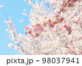 桜と枝垂れ桜 98037941