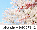 桜と枝垂れ桜 98037942