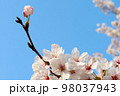 満開の桜と咲きかけの桜 クローズアップ 98037943