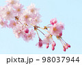 青空と枝垂桜 クローズアップ 98037944