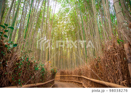 京都の嵯峨嵐山にある美しい竹林の風景 京都の嵯峨嵐山にある美しい竹林の風景 98038276