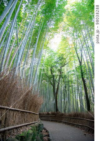 京都の嵯峨嵐山にある美しい竹林の風景 98038288