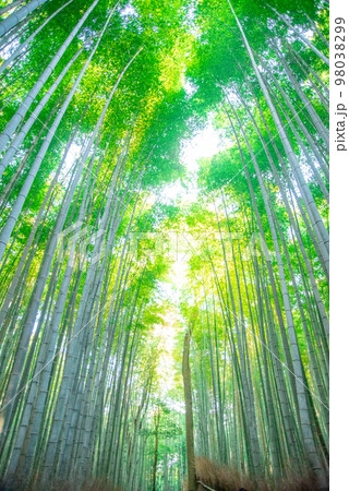 京都の嵯峨嵐山にある美しい竹林の風景 京都の嵯峨嵐山にある美しい竹林の風景 98038299