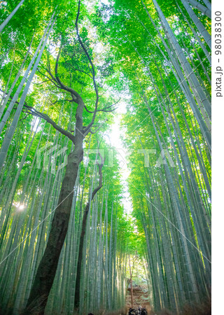京都の嵯峨嵐山にある美しい竹林の風景 京都の嵯峨嵐山にある美しい竹林の風景 98038300