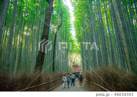 京都の嵯峨嵐山にある美しい竹林の風景 京都の嵯峨嵐山にある美しい竹林の風景 98038301