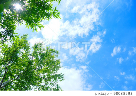 美しい青空と公園の木々 98038593