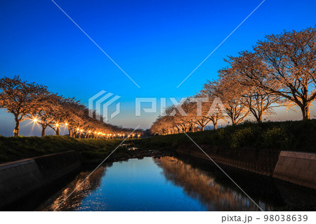 草場川の桜並木 草場川の桜並木 98038639