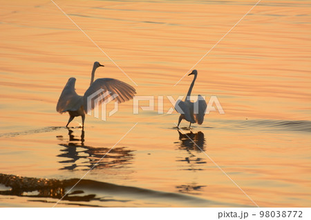 夕景に舞うシラサギ　美しい 98038772
