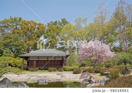和風な屋敷と桜 98038883