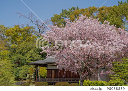 和風な屋敷と桜 98038889