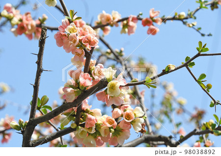 ボケ(木瓜) ボケ(木瓜) 98038892