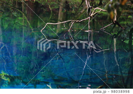 青池に映る曲がりくねった木の枝 98038998