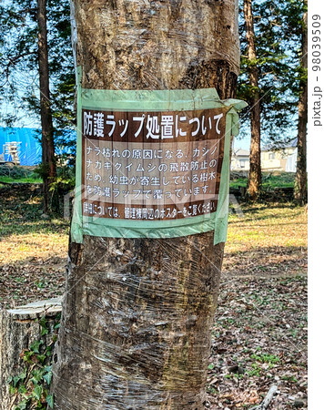 ラップに巻かれた樹木 ラップに巻かれた樹木 98039509