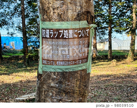 ラップに巻かれた樹木 ラップに巻かれた樹木 98039510