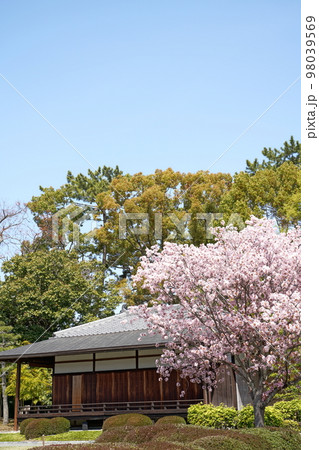 和風な屋敷と桜 98039569