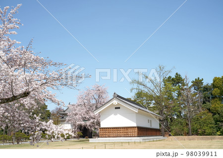お城と桜 お城と桜 98039911