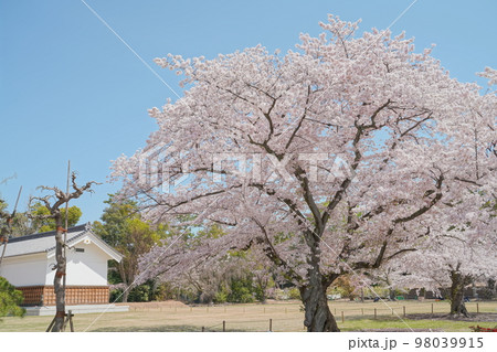 お城と桜 お城と桜 98039915