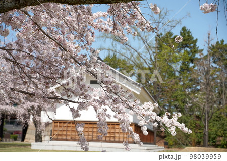 お城と桜 お城と桜 98039959