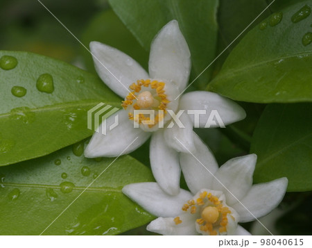 ヒラミレモン（シークワーサー）の白い花 98040615