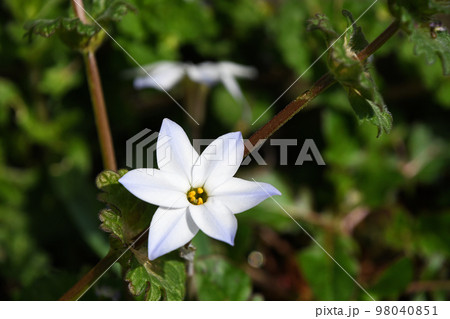 ハナニラ(花韮) ハナニラ(花韮) 98040851